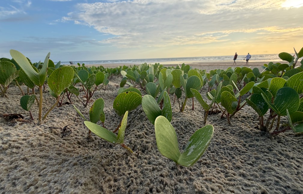 Apple iPhone 17 Pro Max's camera sample.