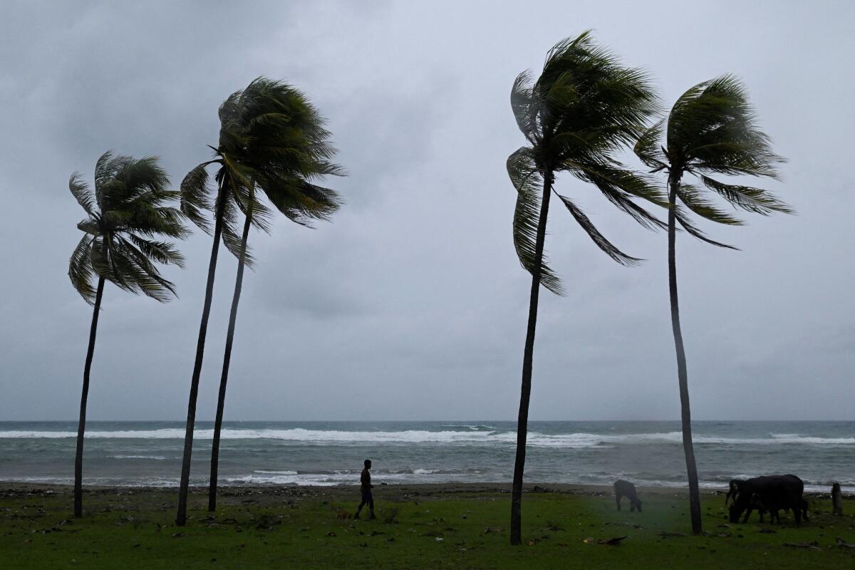 A man herds cattle along the coastline ahead of Hurricane Melissa's landfall, in Santiago de Cuba