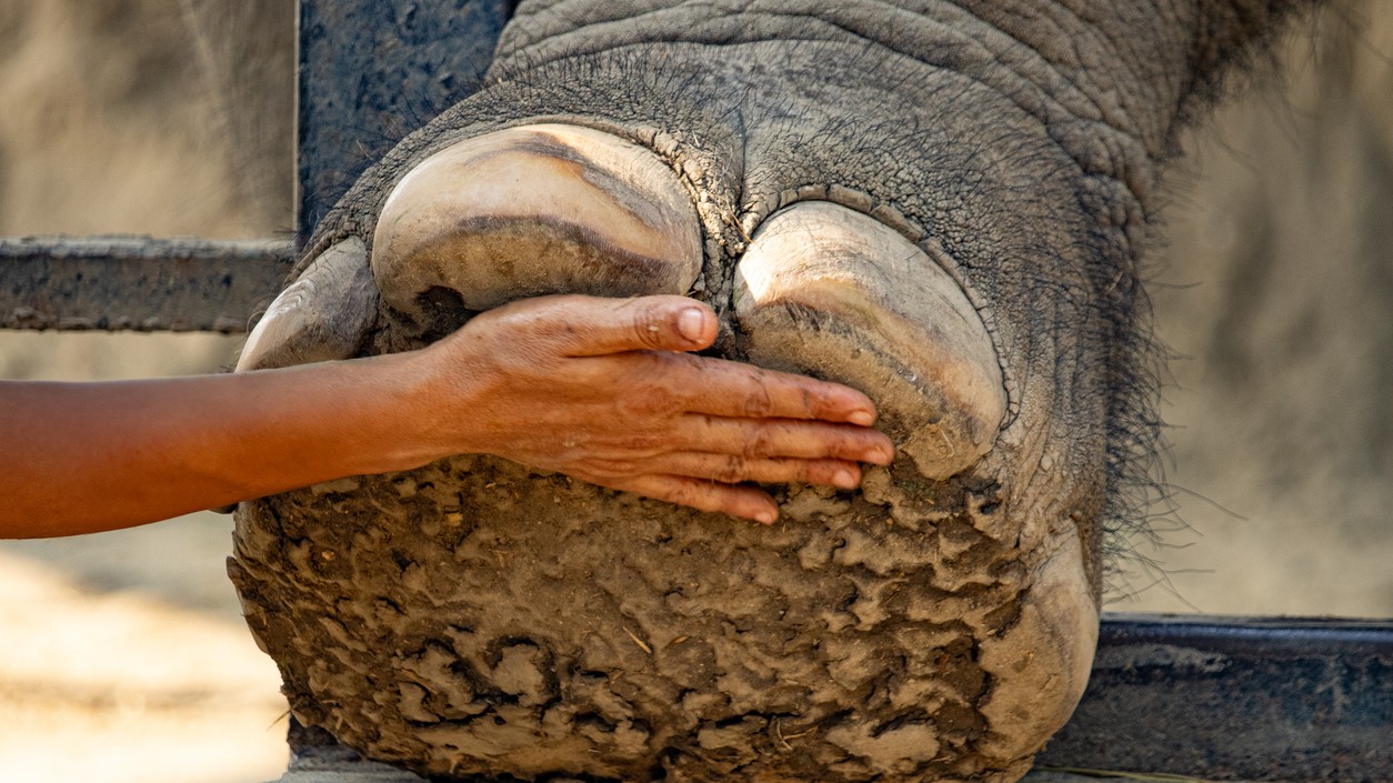 Decade gone, but no vets: Karnataka forest department's wildlife crisis