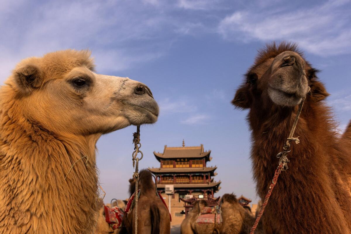 Camels stand near a tower at Jiayu Pass, a strategic point along the Great Wall and the ancient 'Silk Road', in Jiayuguan, Gansu province, China