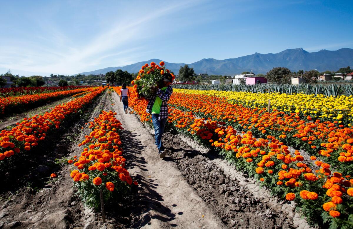 A worker carries cempasuchil marigolds for sale, as people prepare for the Day of the Dead festivities, in Union Zapata, Mexico