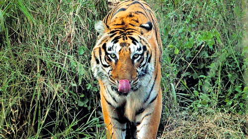 Mysuru farmer dies in third tiger attack in a fortnight in Sargur taluk