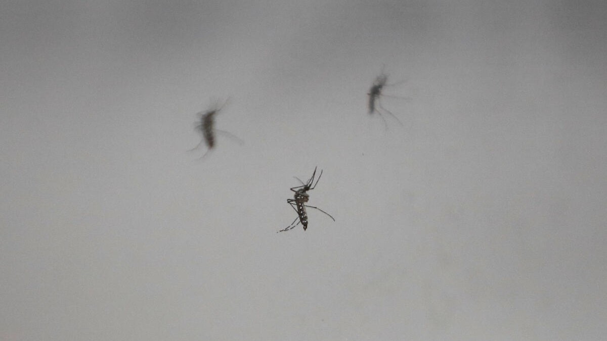 Iceland’s mosquitoes are a warning to us all
