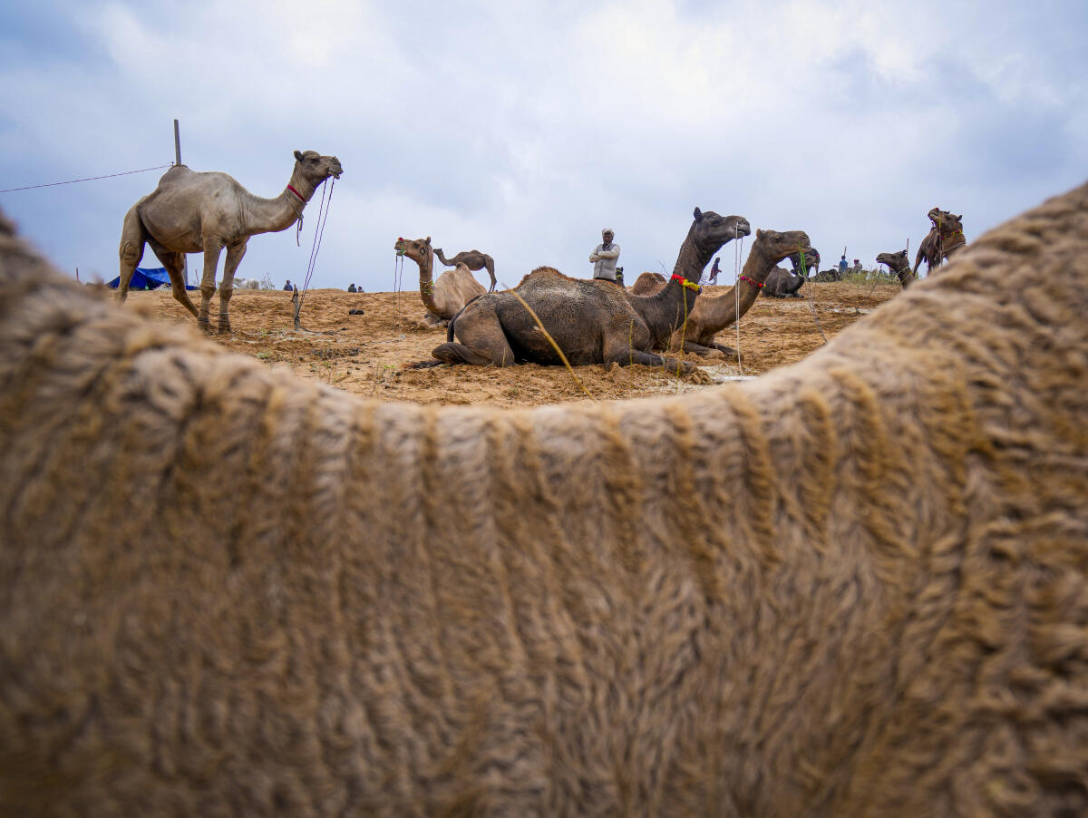 A herd of camels ahead of the annual Pushkar Fair, in Ajmer district, Rajasthan
