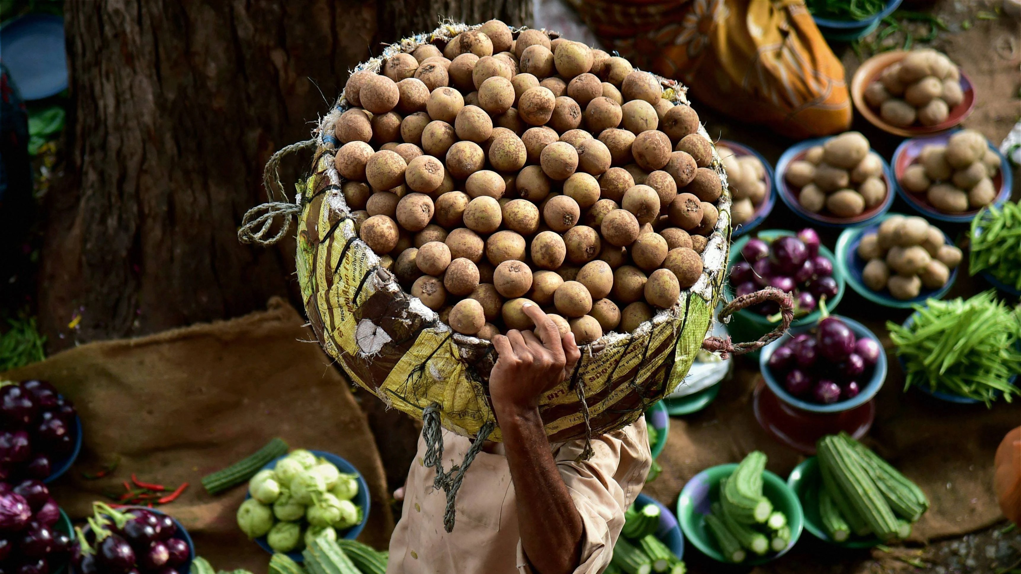 Not just a fruit: Sapota’s role in India’s climate change battle