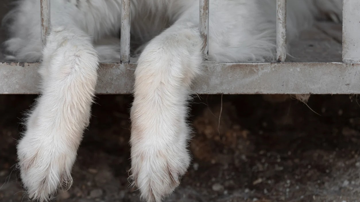 Bengaluru activists call for end to animal cruelty