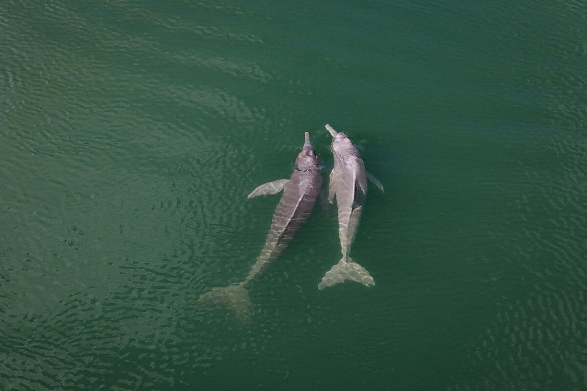 A drone view shows Araguaian river dolphins swimming in the Tocantins river near Pedral do Lourenco, a natural rocky formation on the Tocantins River that may be blown up to build the Araguaia-Tocantins riverway, in Itupiranga, Para State, Brazil