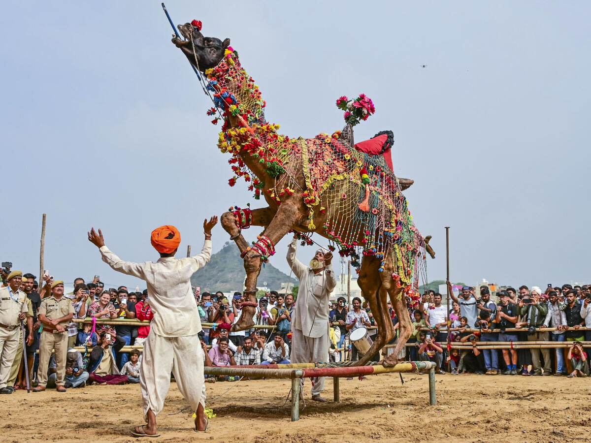 A camel performs at the annual Pushkar Camel Fair 2025, in Ajmer district, Rajasthan
