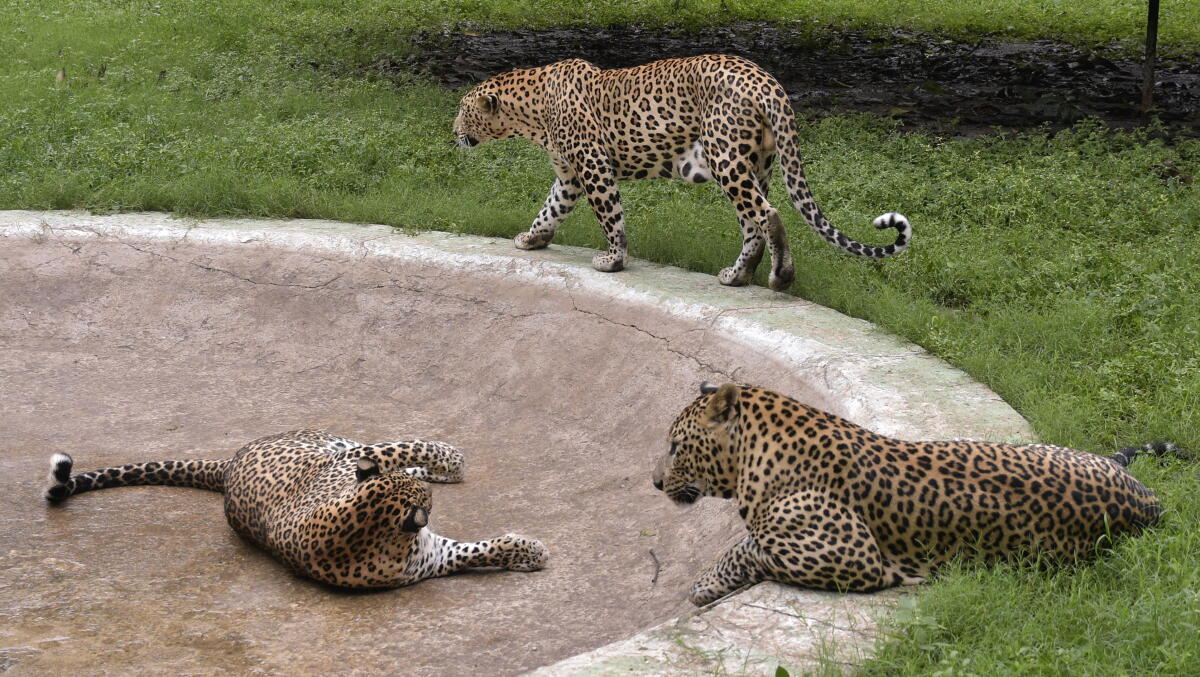 Leopords rest inside an enclosure at Sarthana Nature Park, in Surat