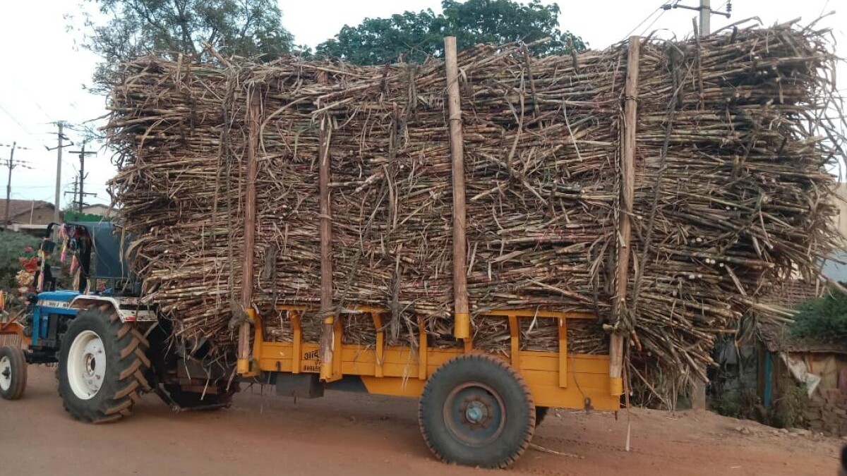 Deal sweeter in Maharashtra for Karnataka's sugarcane farmers