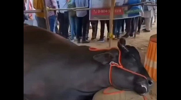 ‘Exploitation disguised as tradition & business’: Buffalo worth Rs 21 cr dies at Rajasthan’s Pushkar mela