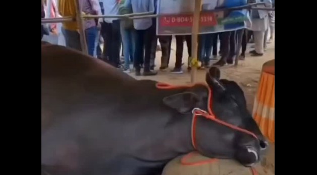 'Exploitation disguised as tradition & business': Buffalo worth Rs 21 cr dies at Rajasthan's Pushkar mela 