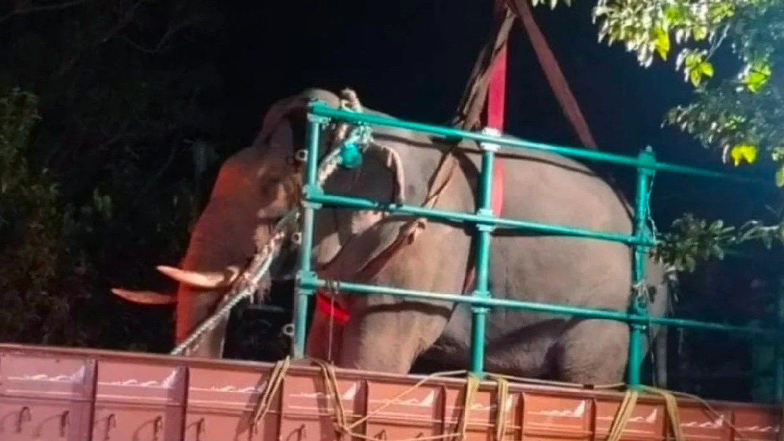 Elephant that trampled two farmers to death captured in Karnataka