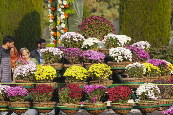 A view of the Chrysanthemum Garden, also known as 'Bagh-e-Gul-e-Dawood', at the Nehru Memorial Botanical Garden in Srinagar.