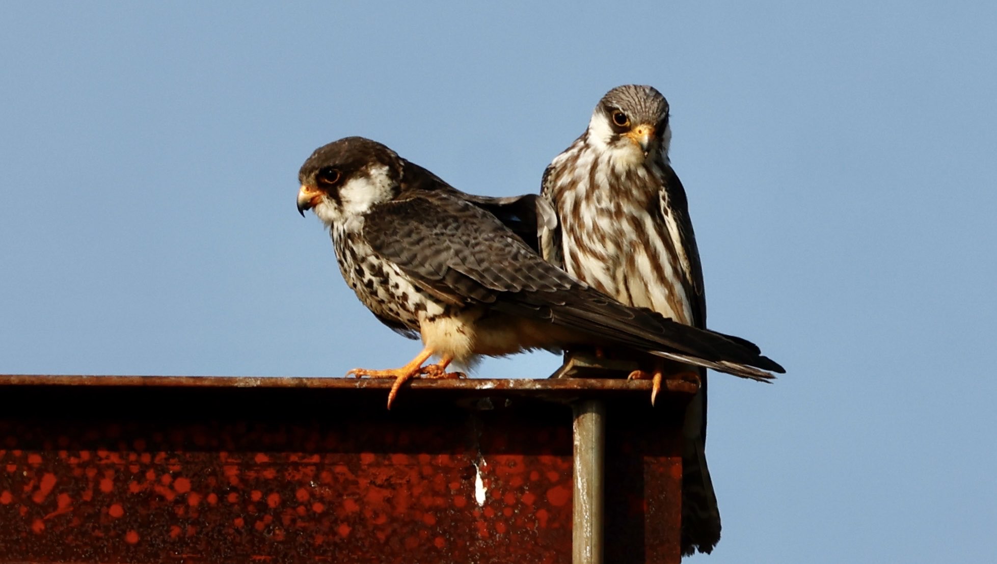 Nagaland's Pangti village declared 'silence zone' for safe sojurn of migratory Amur falcons