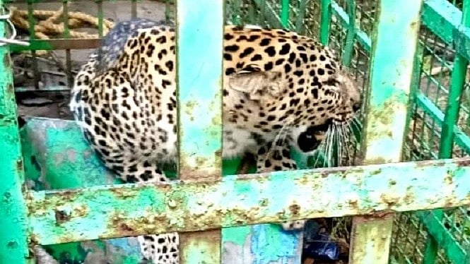 Leopard Rescue: Leopard Rescued Near Holenarsipur
