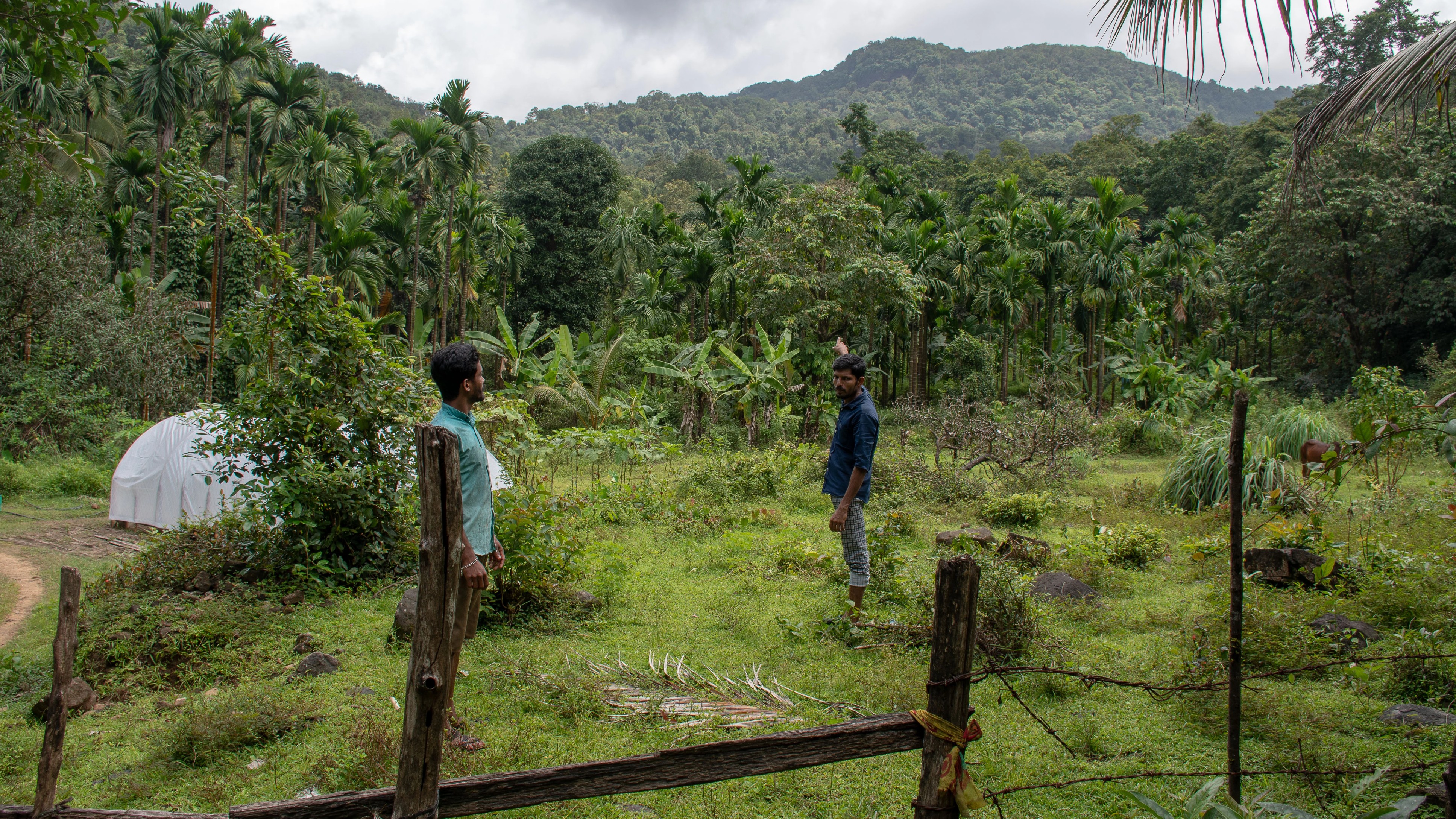 Karnataka: Greens alert as projects galore may consume countless trees