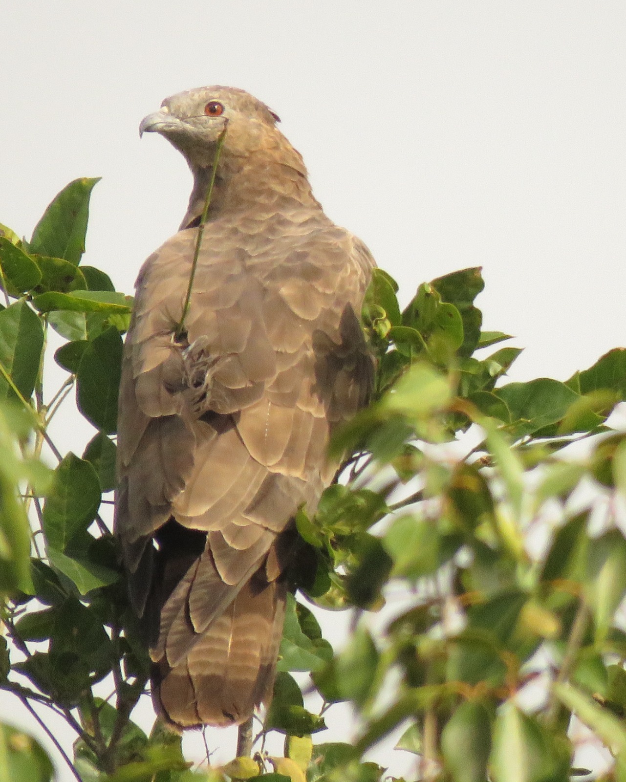 An Oriental Honey-Buzzard sighted on the campus of Government First Grade College (Autonomous) Gubbi. 