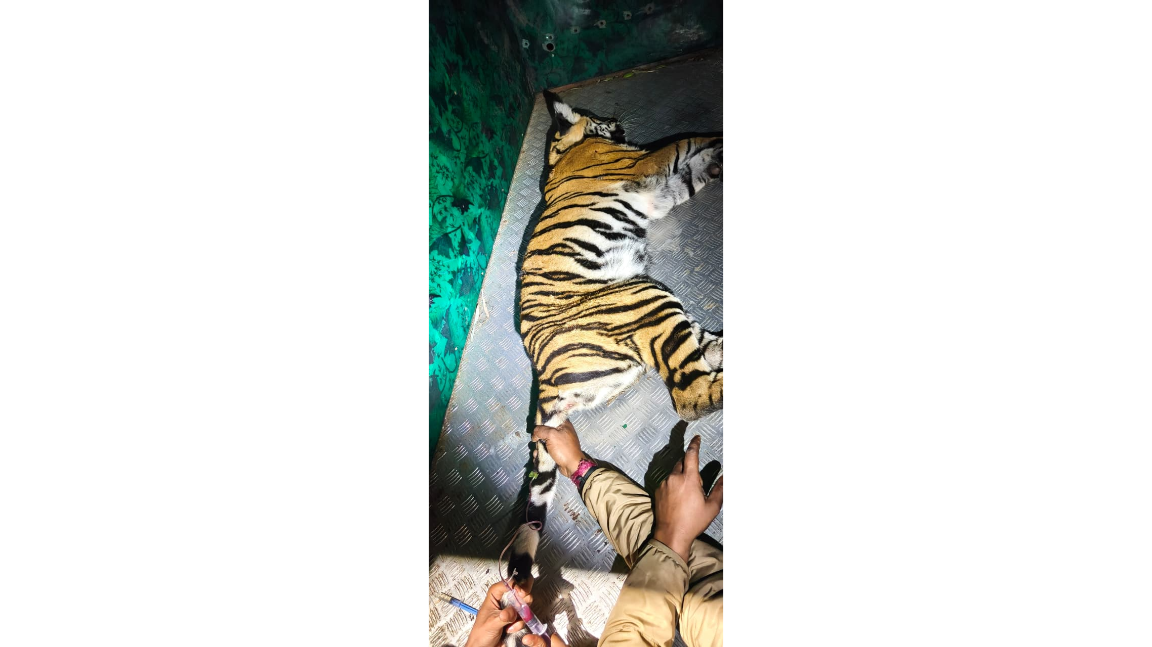 Bandipur Tiger Reserve: Female tiger cub rescued at Hosavindu