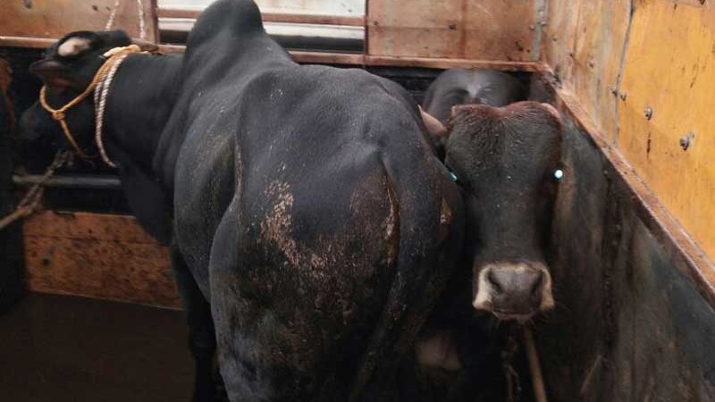 Police in Karnataka's Kadaba rescue 20 cattles being transported in unlawful manner