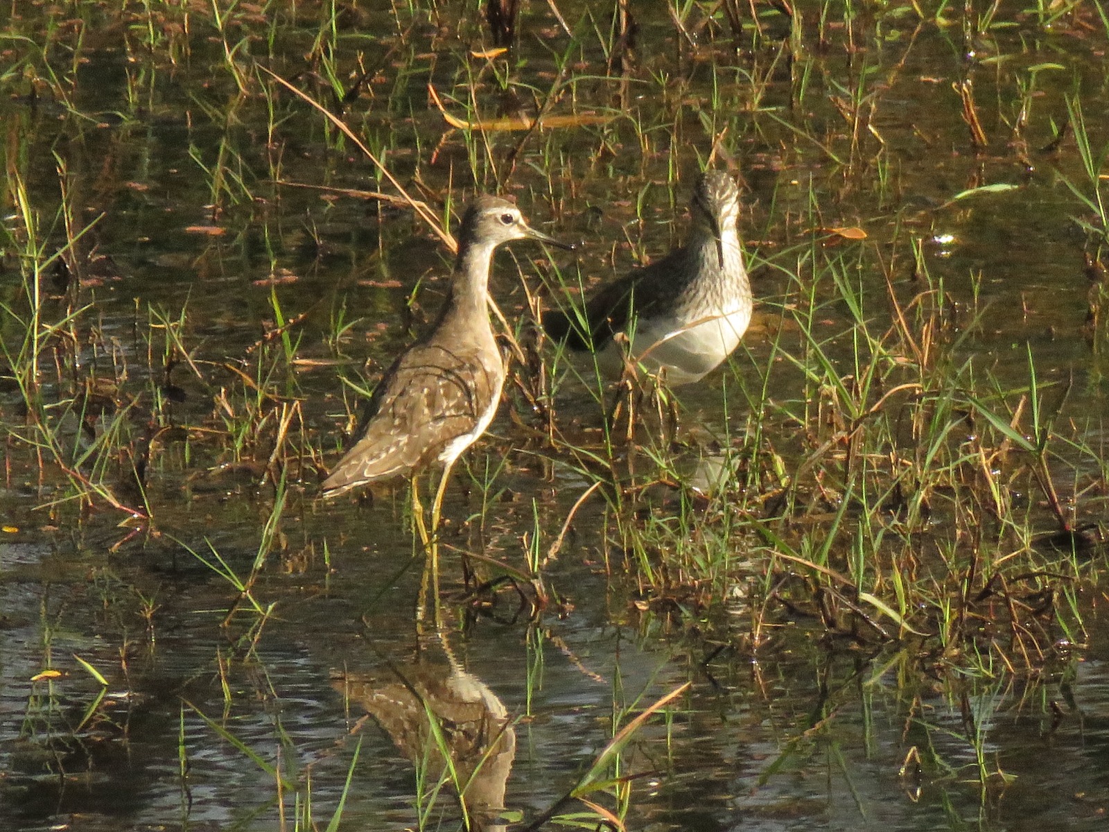 Woodsand piper