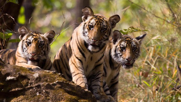 CID probe ordered as 3 tiger cubs from Biligiri Ranganathaswamy Tiger Reserve die 