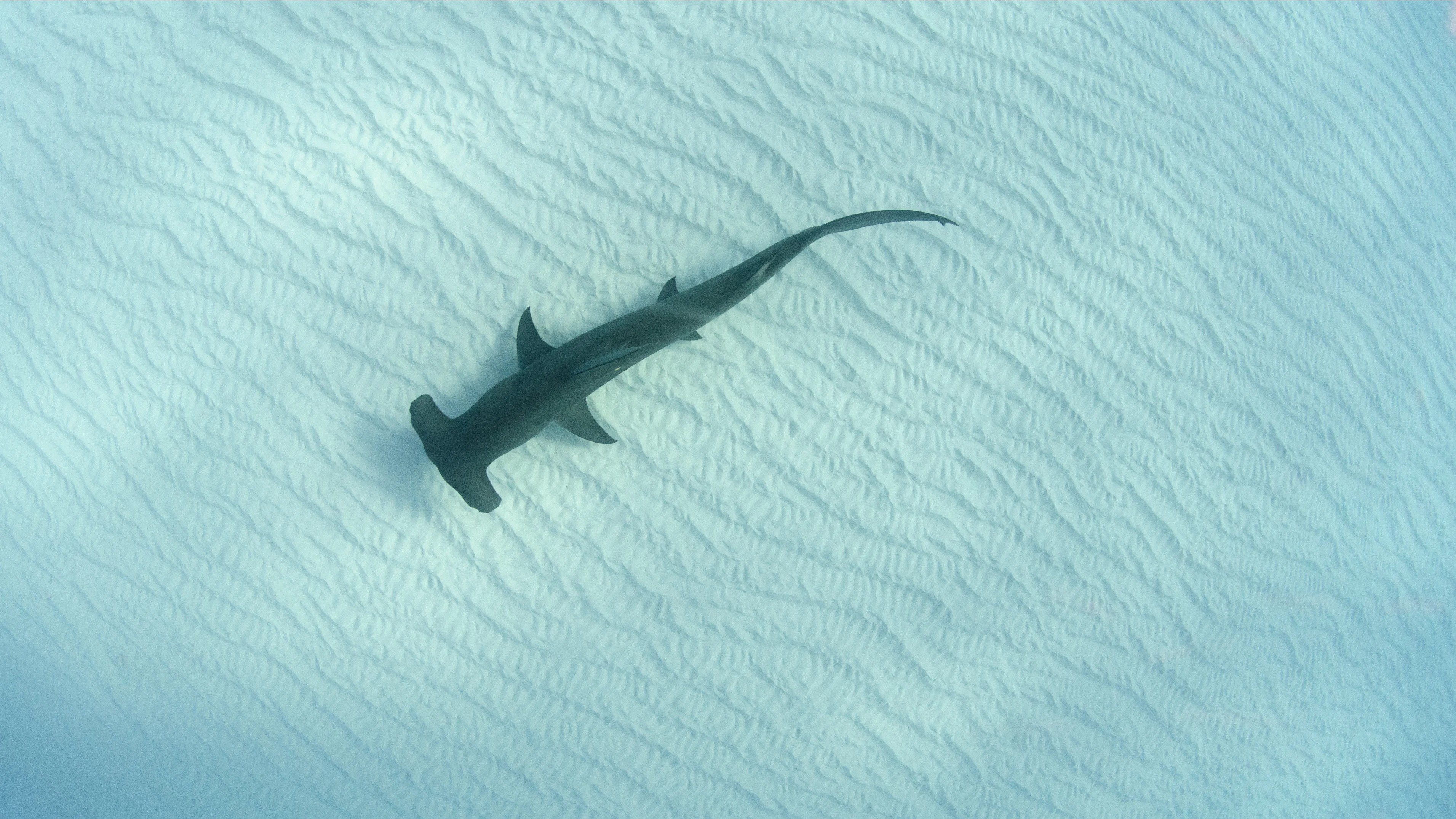 Study flags concern as hammerhead, oceanic whitetip sharks find way in Hong Kong market