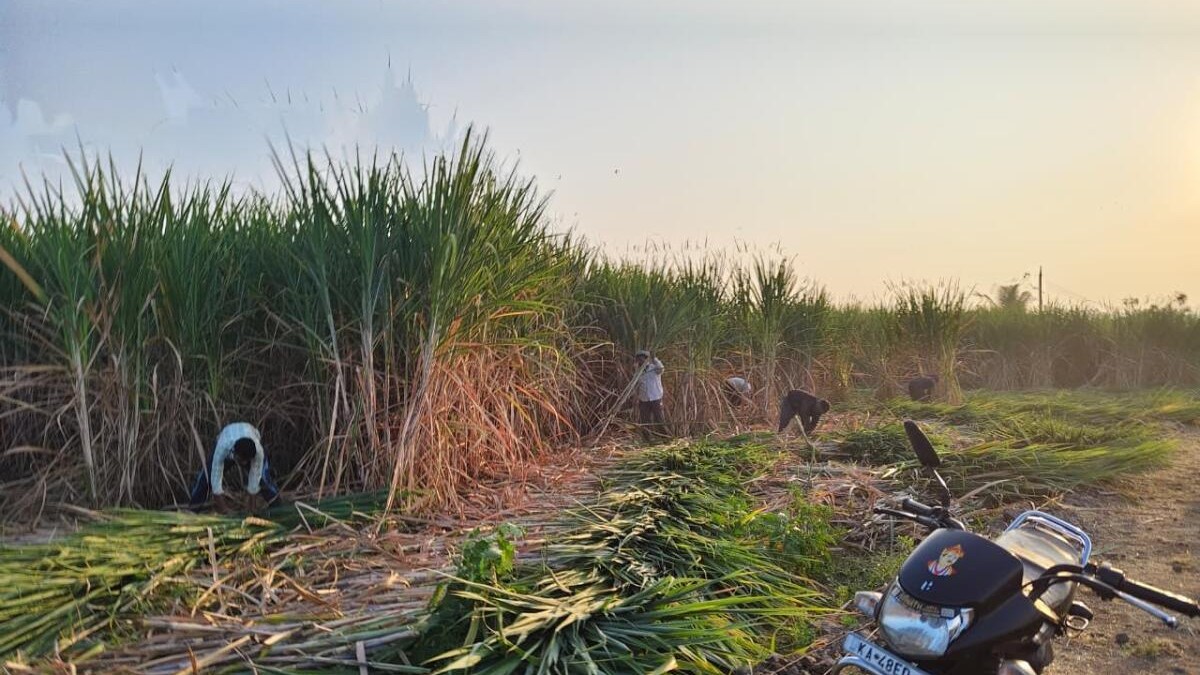 Sugarcane growers harvesting sugarcane at Chikkodi in Belagavi district. Credit: DH photo by Nitin Golap