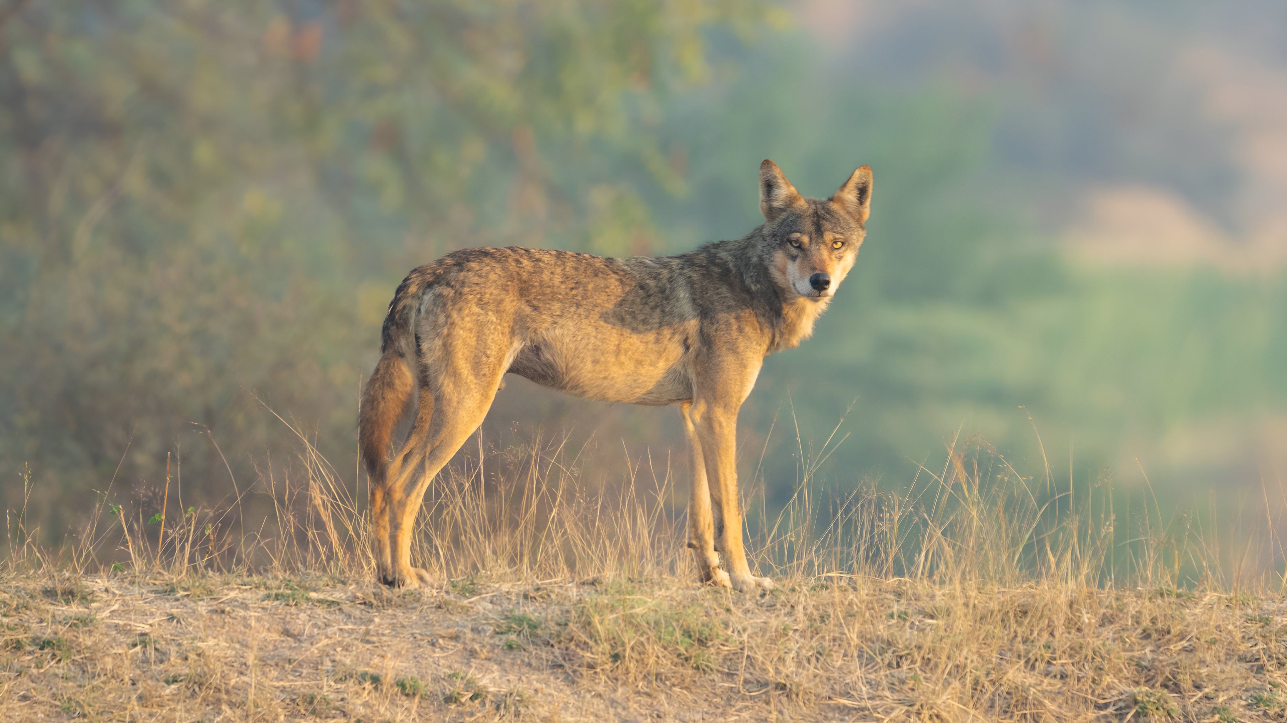 The future of wolves in vanishing grasslands