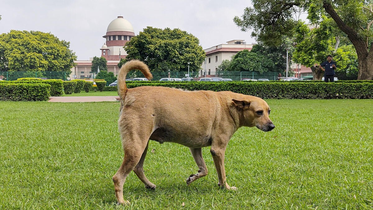 Bengaluru city corporations start implementing Supreme Court relocation directive on stray dogs