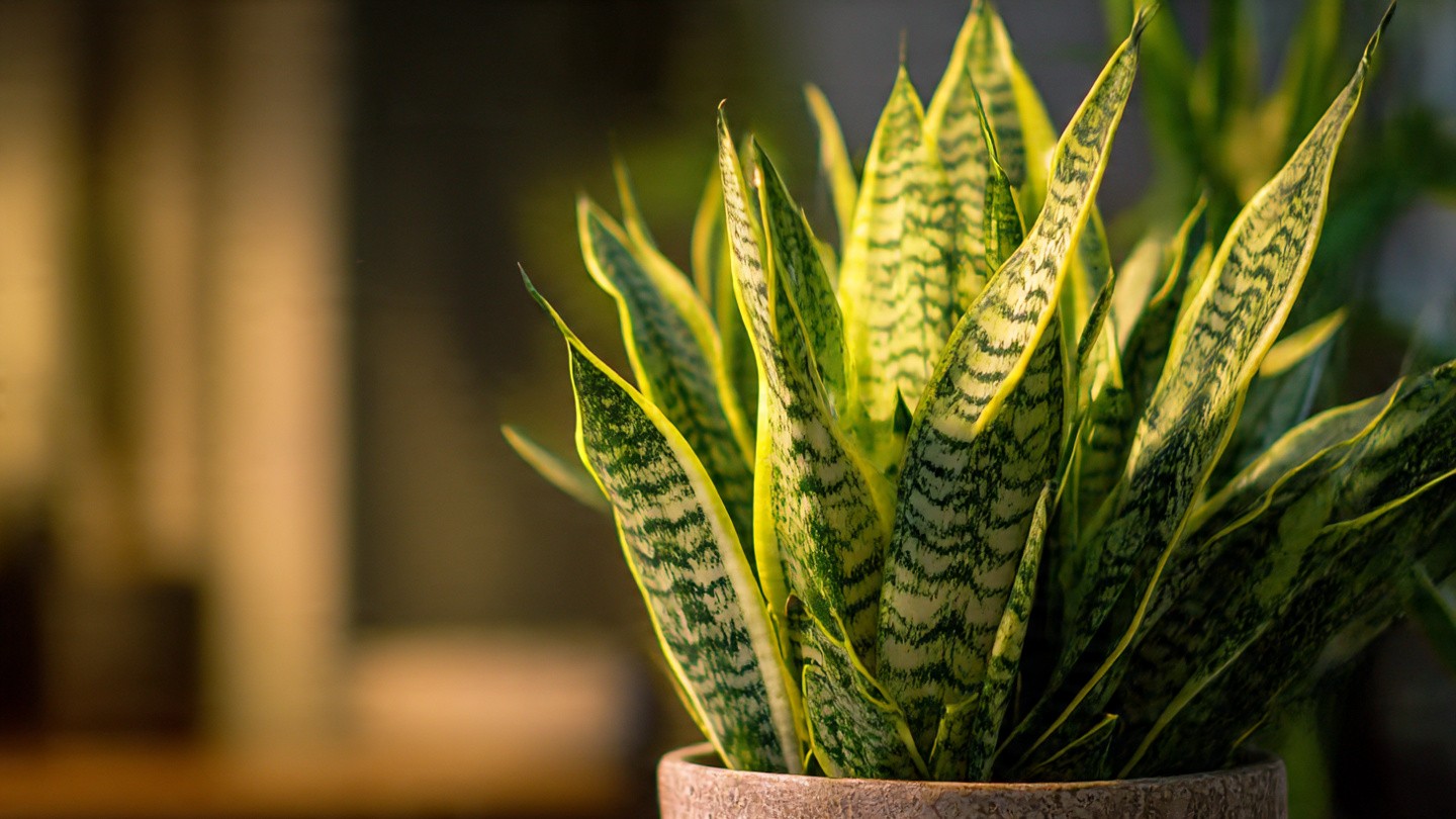 <div class="paragraphs"><p>Credit: Meta AI</p></div>