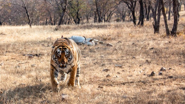 Tiger attack in Bandipur kills farmer; 3rd death within 15 days