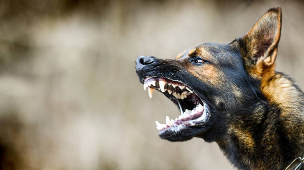3 months after fatal mauling, another dog attack reported in Bengaluru's Kempegowda Nagar