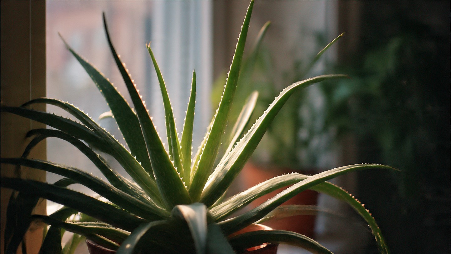 <div class="paragraphs"><p>Credit: Meta AI</p></div>