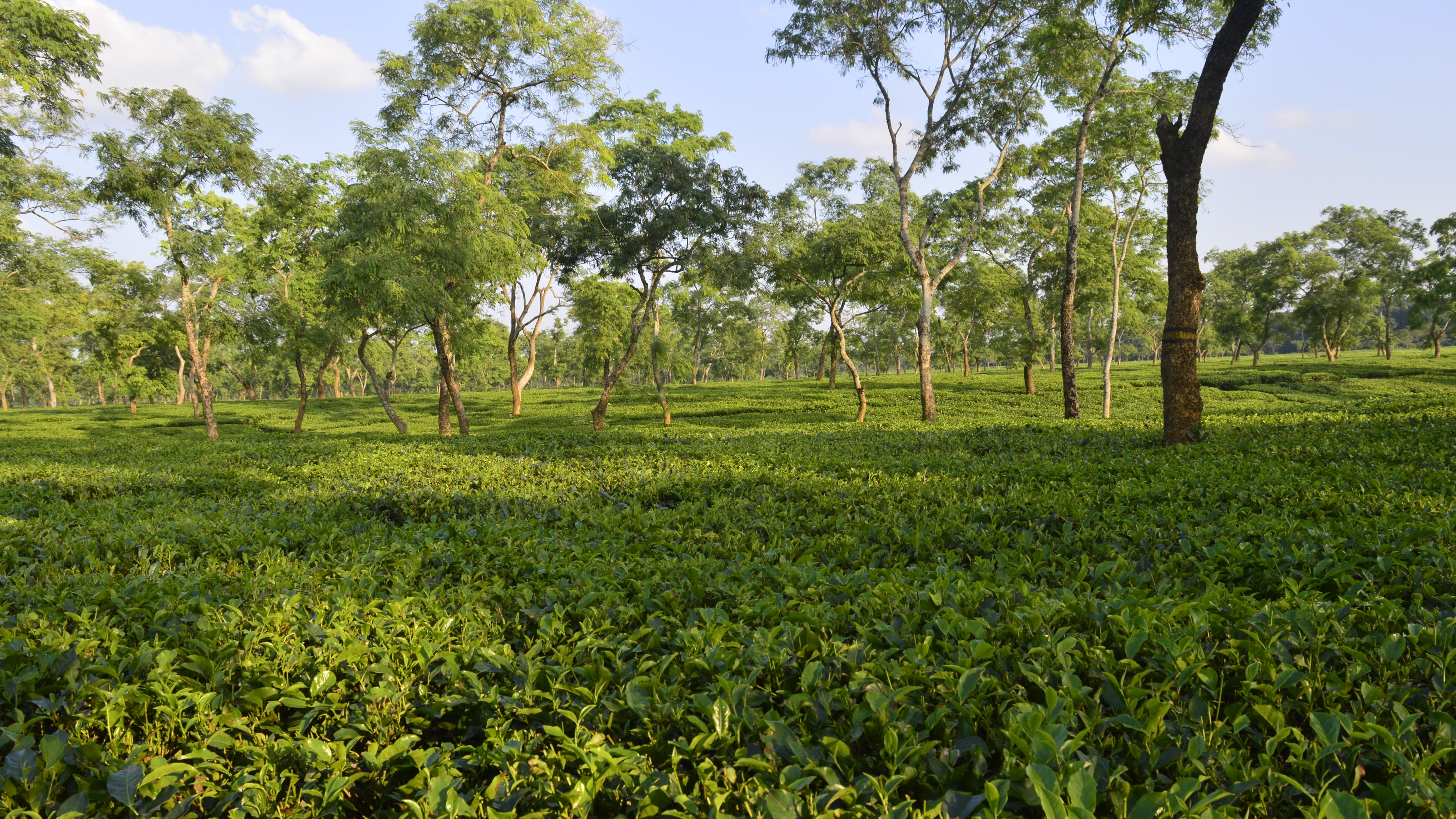 Assam to resume evictions to clear forest land in Goalpara