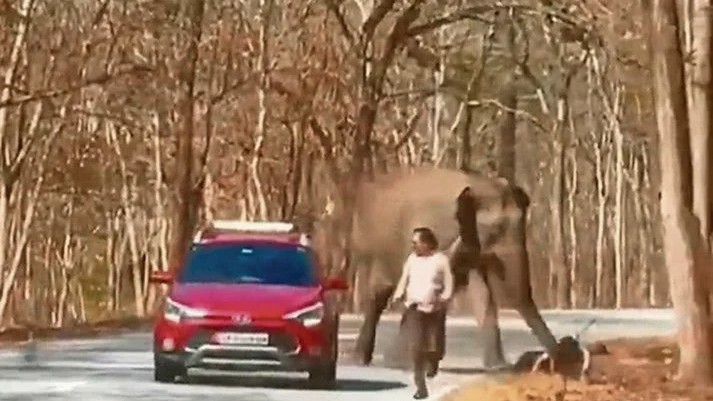 In protected forests of Karnataka, human-animal conflict brews on the fringe