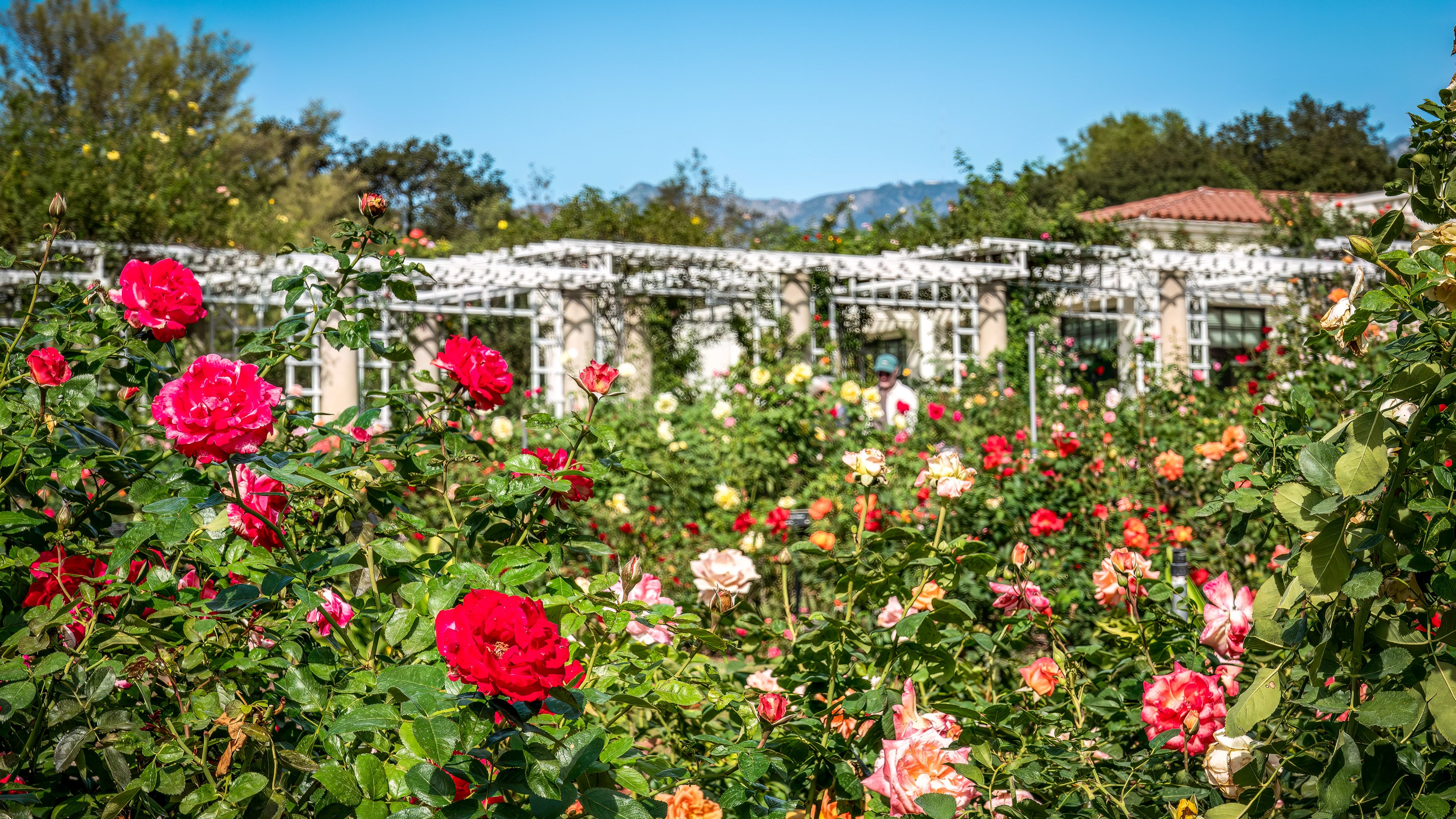 Beyond garden variety: Must-visit gardens for nature therapy