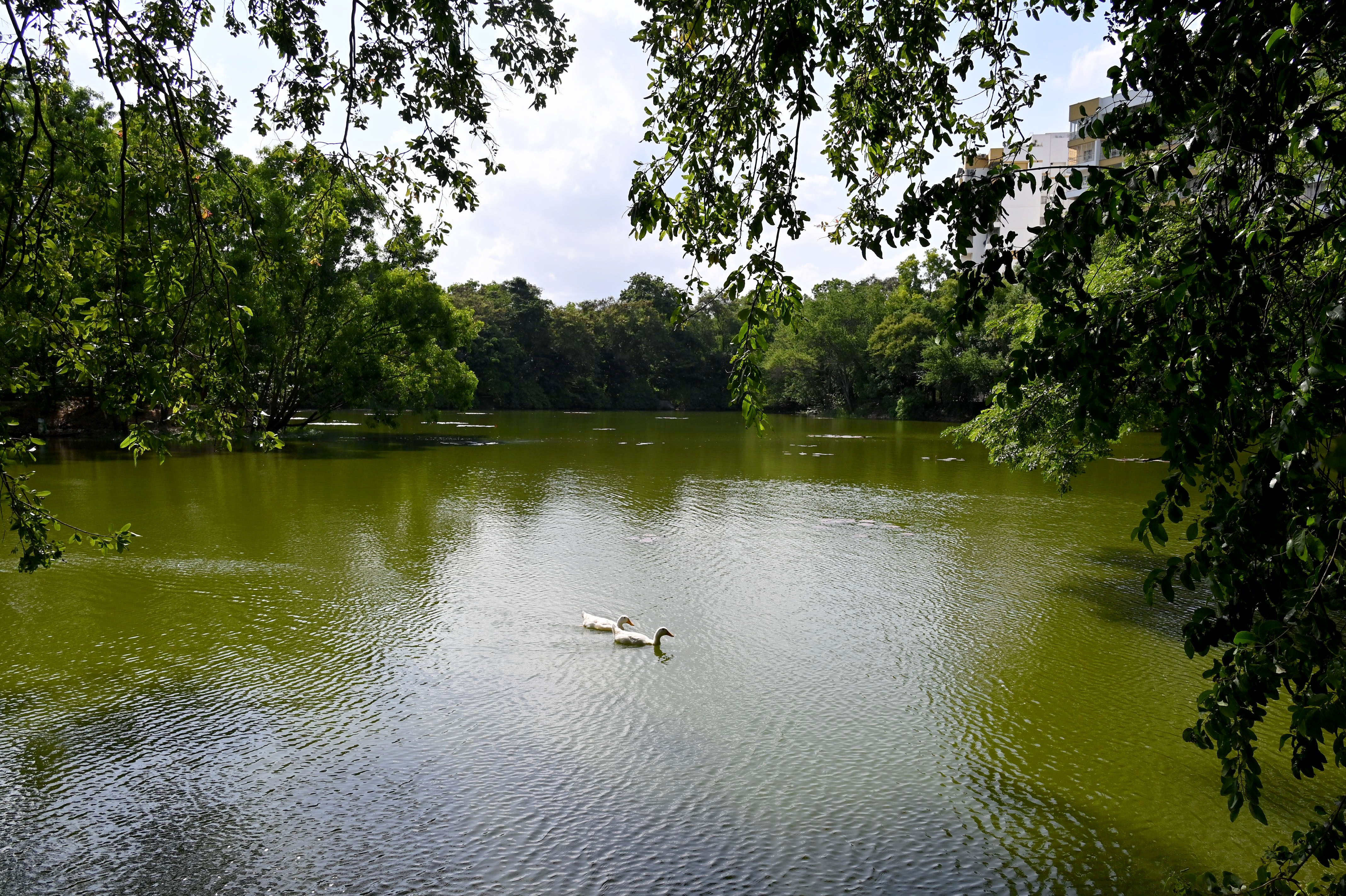 For DH story by Naveen