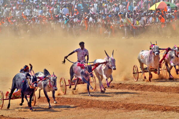 People participate in a bullock cart race, in Sangli, Maharashtra, Sunday, Nov. 9, 2025.Credit: PTI