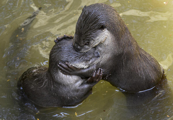 A pair of otters in a pond at the Sarthana Zoo, in Surat, Gujarat.