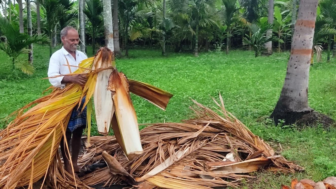 Beyond the nut: The many uses of areca