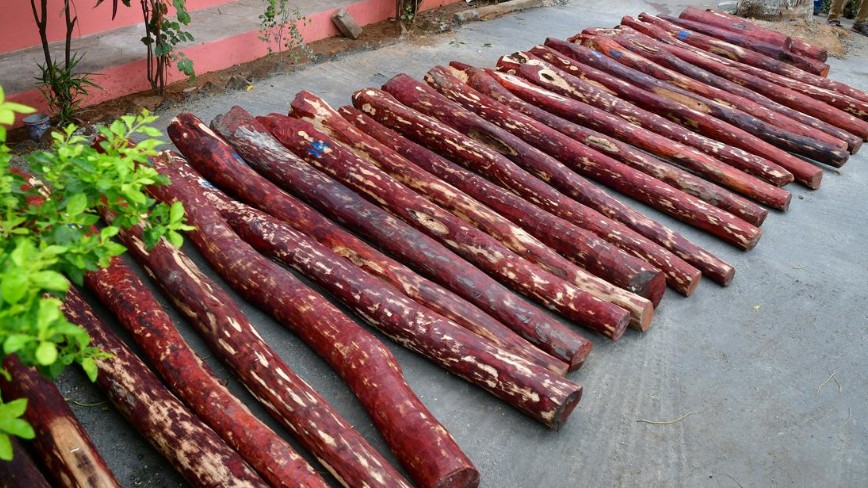 A people-powered programme to save red sanders