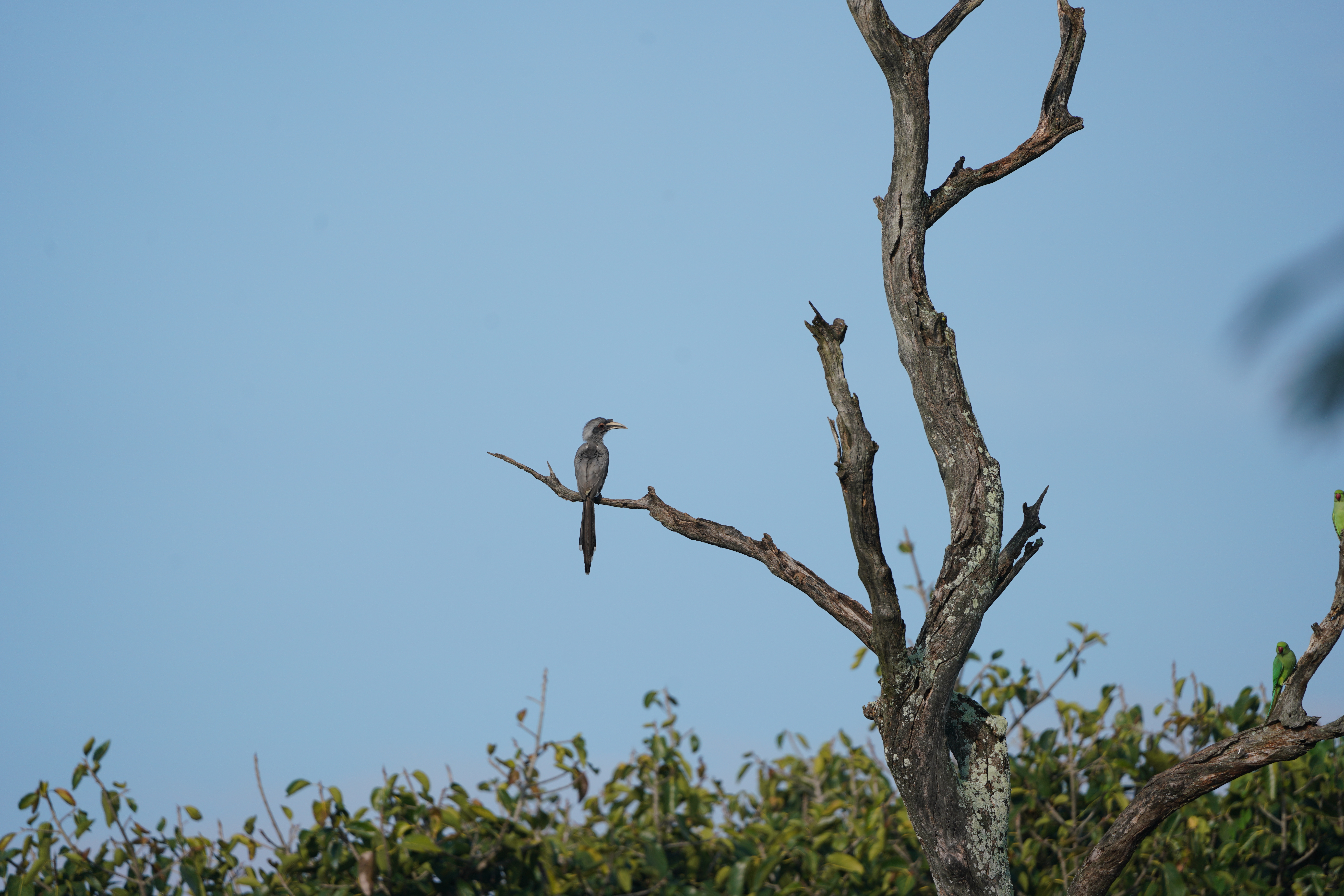 Indian grey hornbill a native bird seen in Bengaluru. Photo courtesy: Seshadri K S