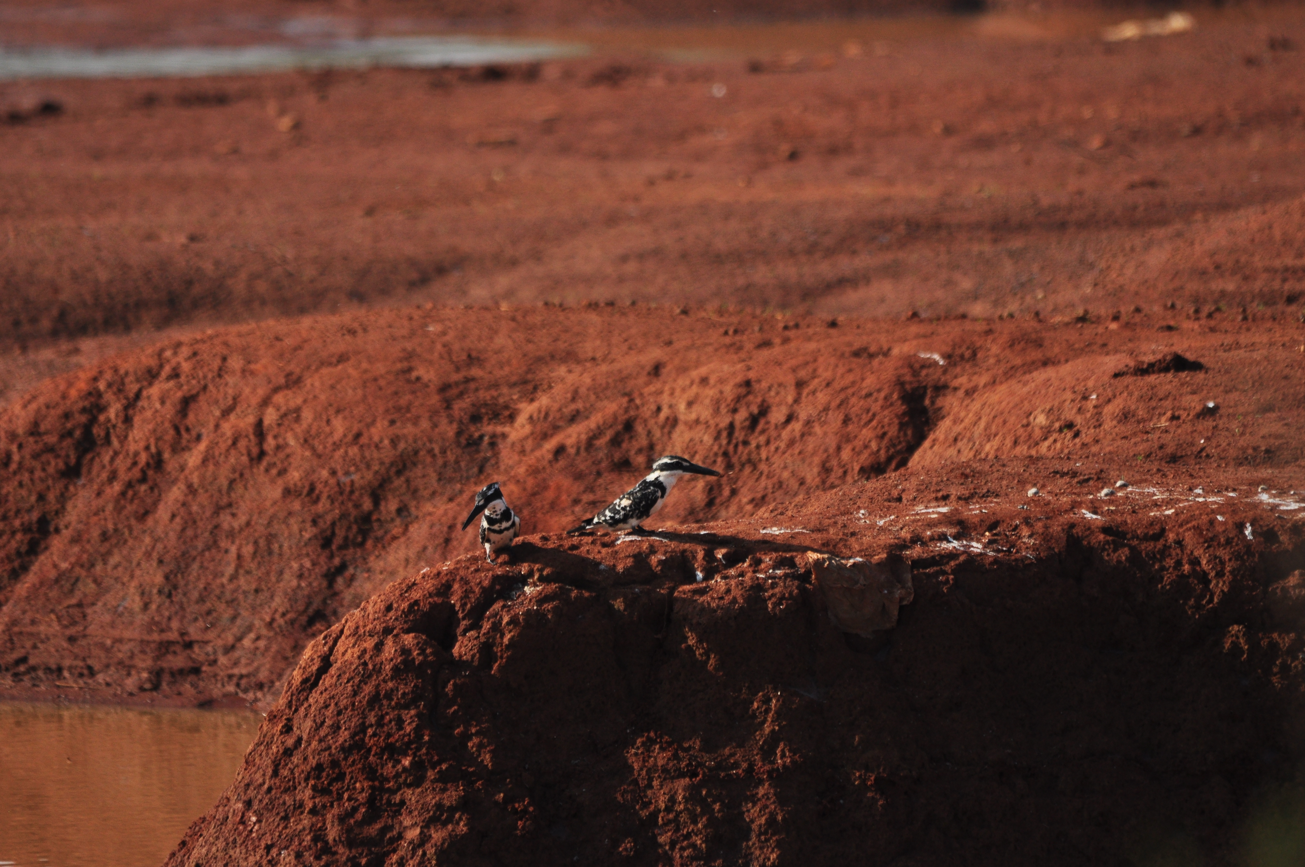 Pied Kingfisher seen in Hesaraghatta. Photo courtesy: Seshadri K S