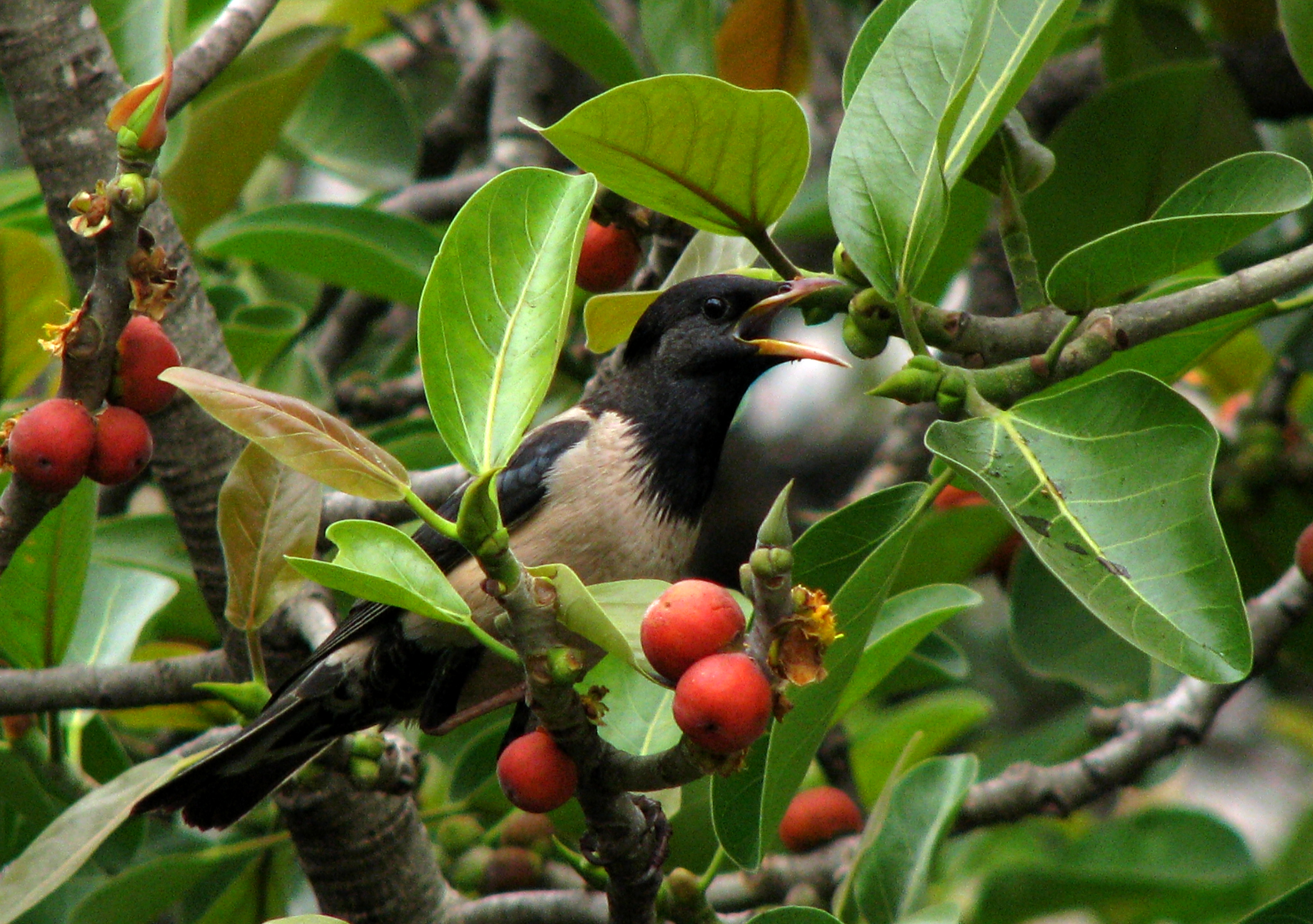 Rosy starling a migratory bird feeding on fruits inside the St Joseph
