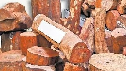 Red sanders smuggling and worldwide web of log loot