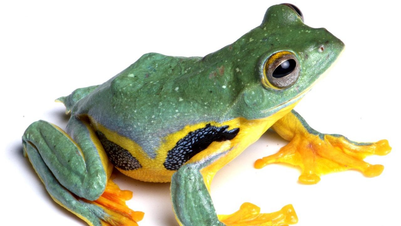 Frog documented in Kaziranga in Assam.