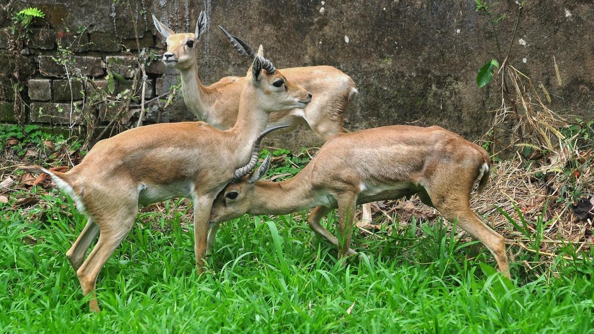 Blackbuck deaths: Strengthen safeguards