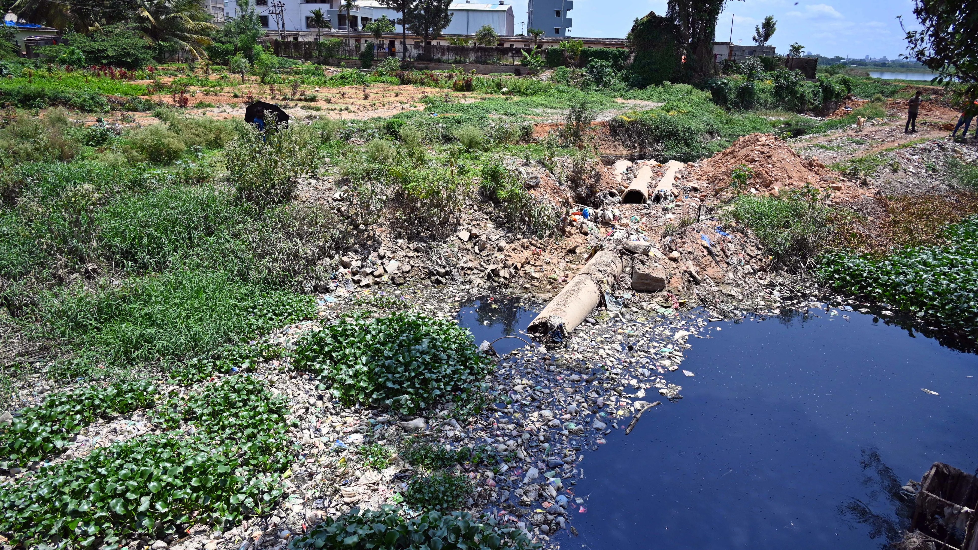 Bengaluru: New deadline for Bellandur lake rejuvenation set to March 2026