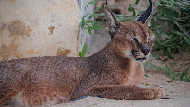 Rare Asiatic Caracal spotted at Ramgarh in Rajasthan's Jaisalmer